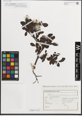 Foto von Salix L.